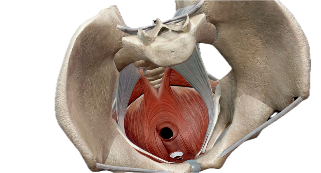 3D model of the pelvic floor muscles within the pelvis